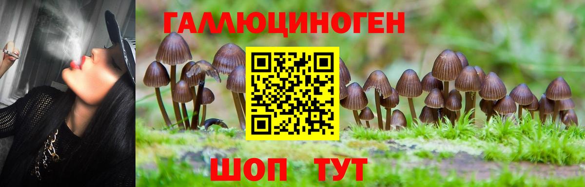 Краснознаменск  Галлюциногенные грибы прущие грибы  Вход с VPN  Галлюциногенные грибы Psilocybine cubensis 